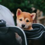 BEST Top 12 Must-Have Per Carrying Products